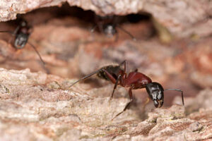 How to Get Rid of Carpenter Ants