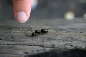 How to Get Rid of Carpenter Ants