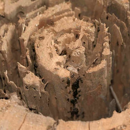 How to Get Rid of Carpenter Ants: Protect Your Woodwork Home